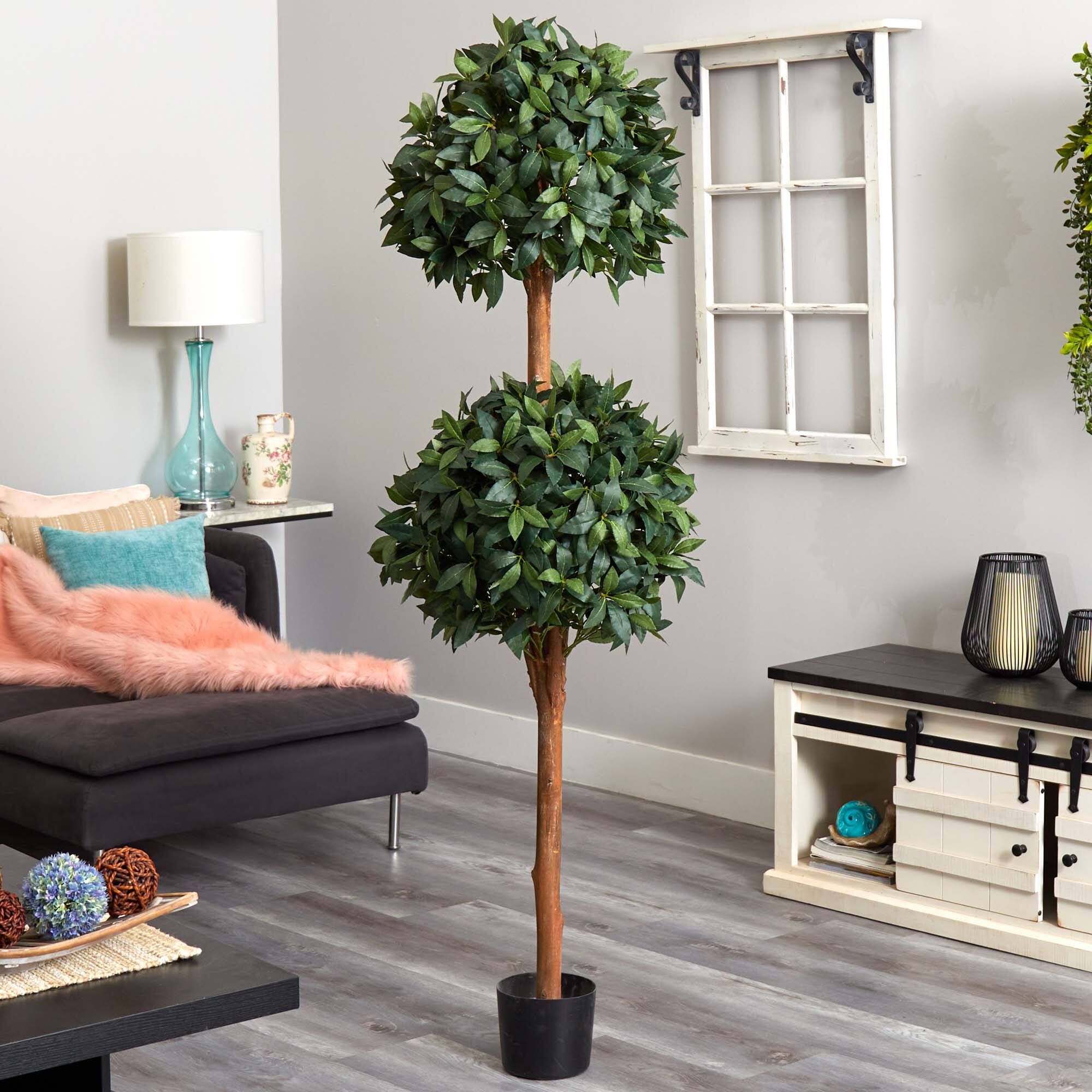 6ft. Potted Sweet Bay Double Ball Topiary Plant